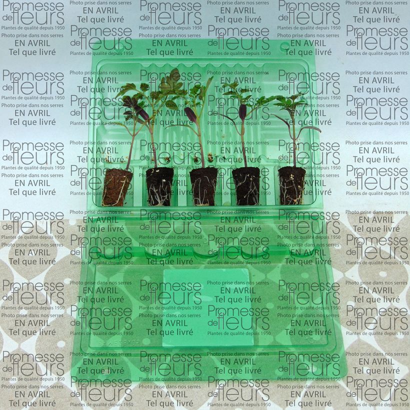 Example of Tomato Pepe F1 Seedlings Plug plant 3/4cm specimen as delivered