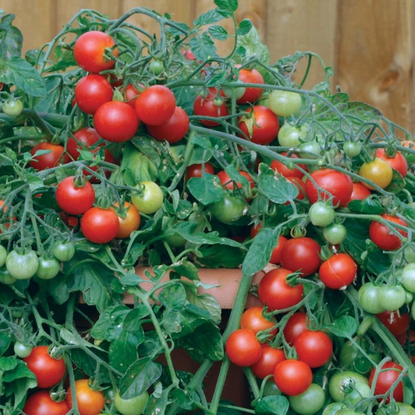 Red Profusion F1 Cherry Tomato (Harvest)
