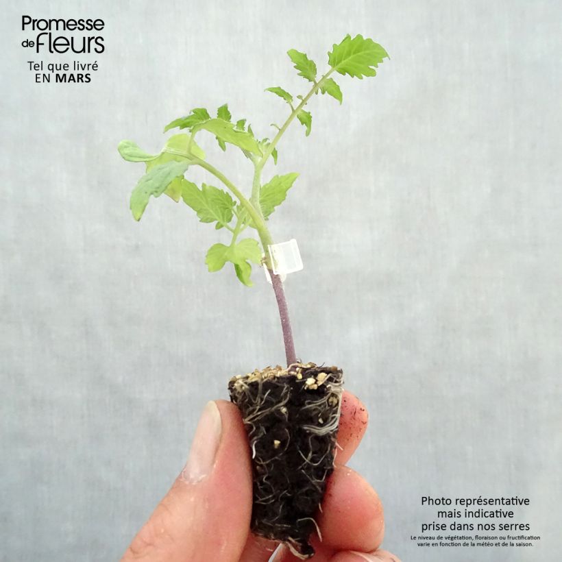 Tomato Trilly F1 GRAFTED plants Plug plant 3/4cm sample as delivered in spring