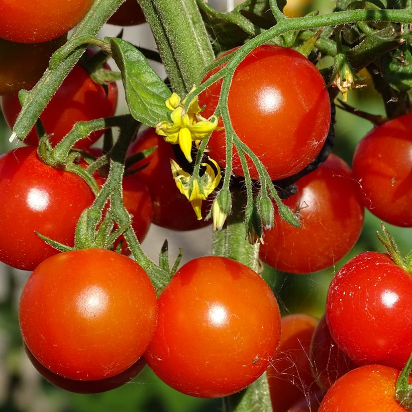 Tomato Cherry Tomato Gusta Mini Red Plant (Harvest)