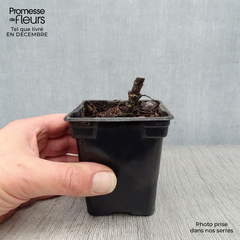 Dwarf Organic Jerusalem Artichoke - Helianthus tuberosus 7/8 cm pot sample as delivered in winter