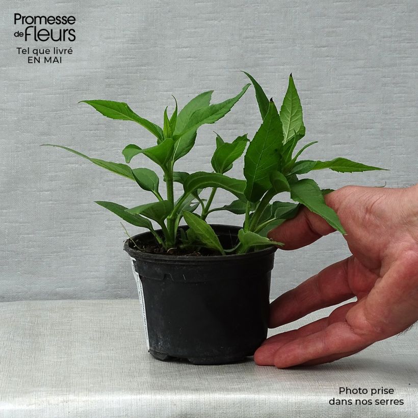 Dwarf Organic Jerusalem Artichoke - Helianthus tuberosus 7/8 cm pot sample as delivered in spring