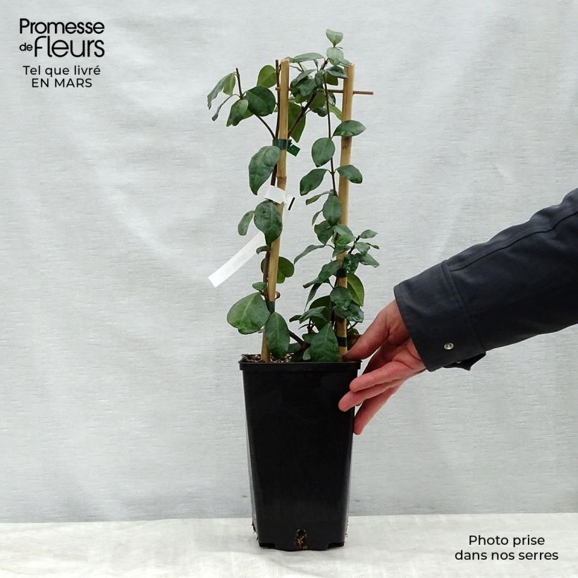 Trachelospermum jasminoides Star of Toscane - Star Jasmine 2L/3L pot sample as delivered in spring