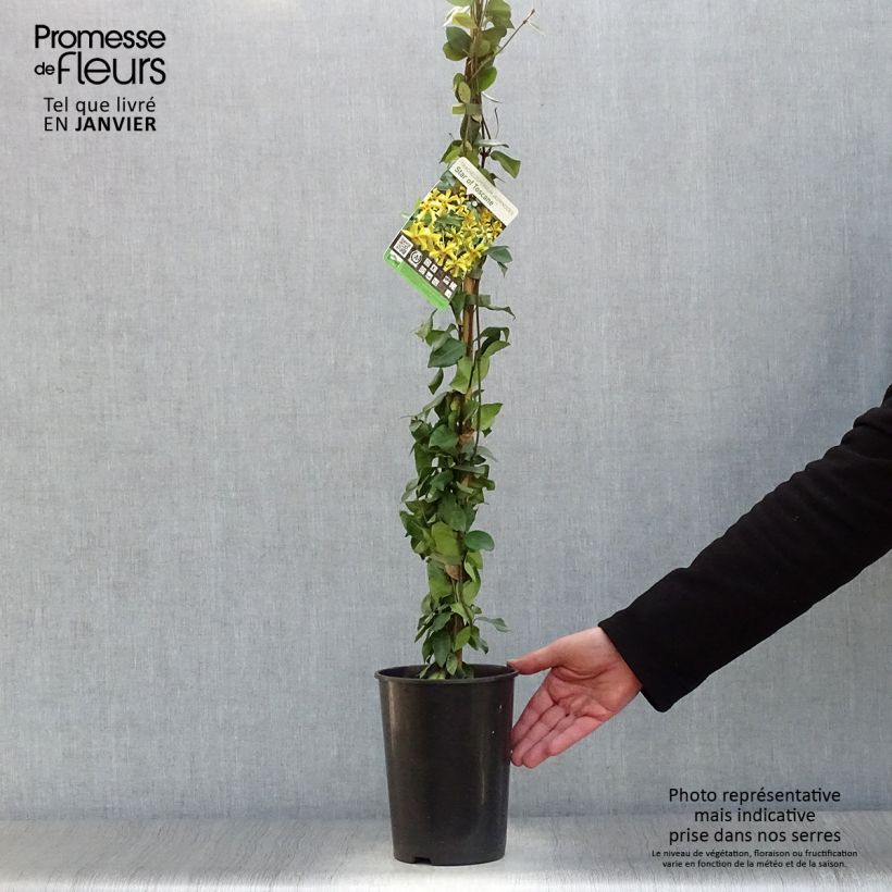 Trachelospermum jasminoides Star of Toscane - Star Jasmine 2L/3L pot sample as delivered in winter