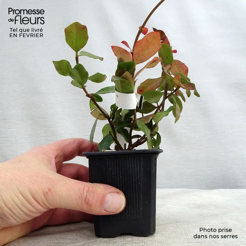 Trachelospermum asiaticum - Asian Jasmine 8/9 cm pot sample as delivered in winter