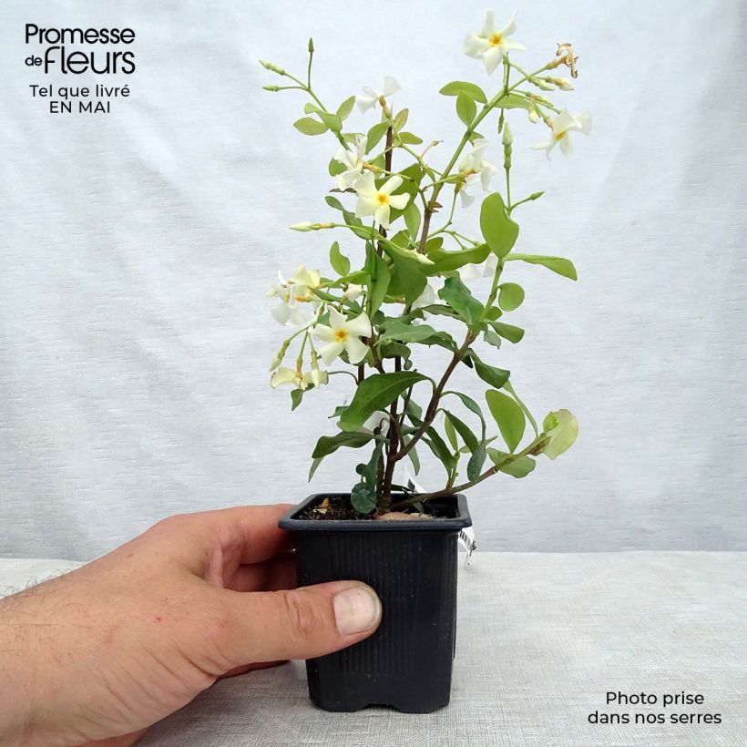 Trachelospermum asiaticum - Asian Jasmine 8/9 cm pot sample as delivered in spring