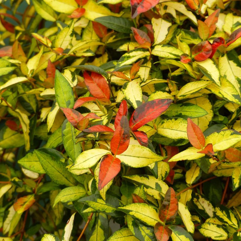 Trachelospermum asiaticum Ogon-Nishiki - Asian Jasmine (Foliage)