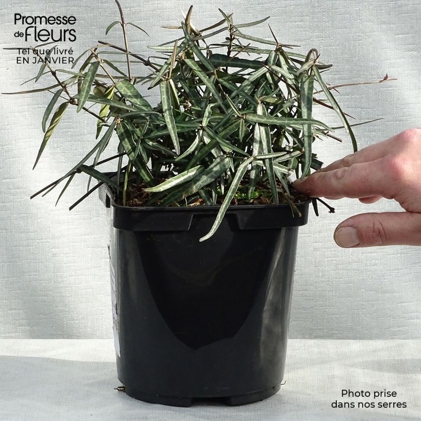 Trachelospermum asiaticum Theta - Asian Jasmine 3L/4L pot sample as delivered in winter