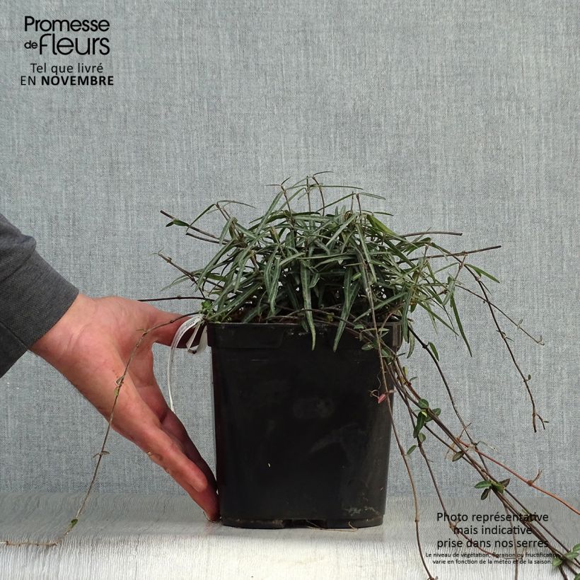 Trachelospermum asiaticum Theta - Asian Jasmine 3L/4L pot sample as delivered in autumn