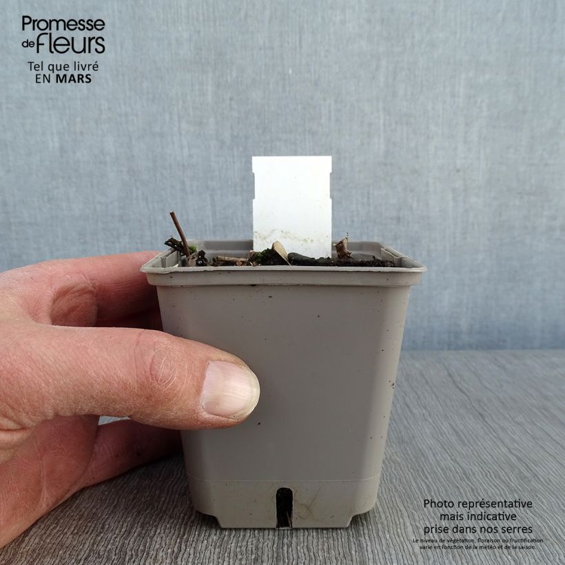 Trachelospermum asiaticum Theta - Asian Jasmine 8/9 cm pot sample as delivered in winter