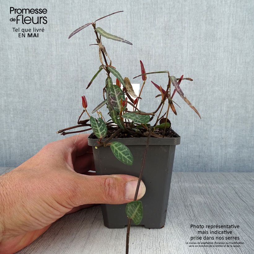 Trachelospermum asiaticum Theta - Asian Jasmine 8/9 cm pot sample as delivered in spring