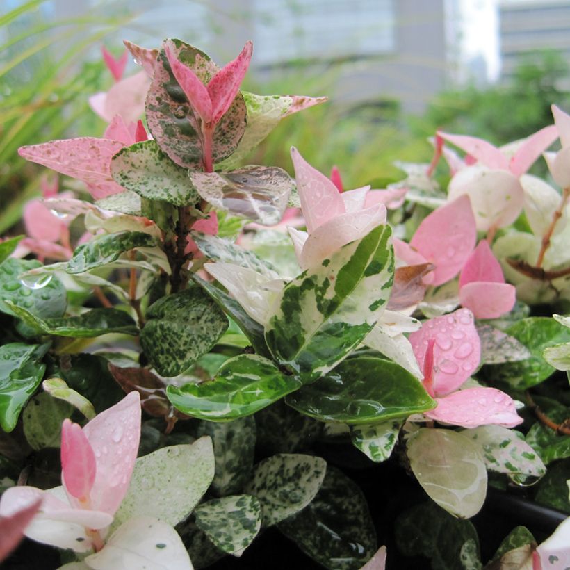 Trachelospermum asiaticum Tricolor - Asian Jasmine (Foliage)