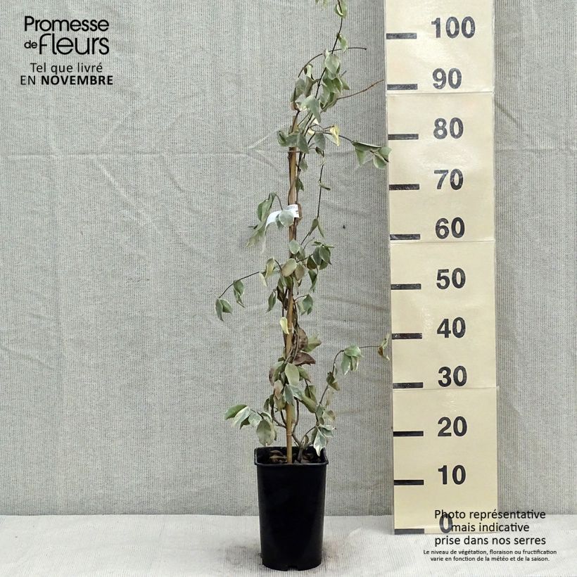 Trachelospermum jasminoides Variegatum - Star Jasmine 2L/3L pot sample as delivered in autumn