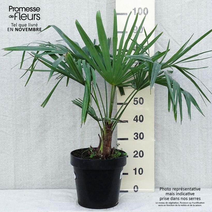 Trachycarpus fortunei - Chinese Windmill Palm 7.5L/10L pot sample as delivered in autumn