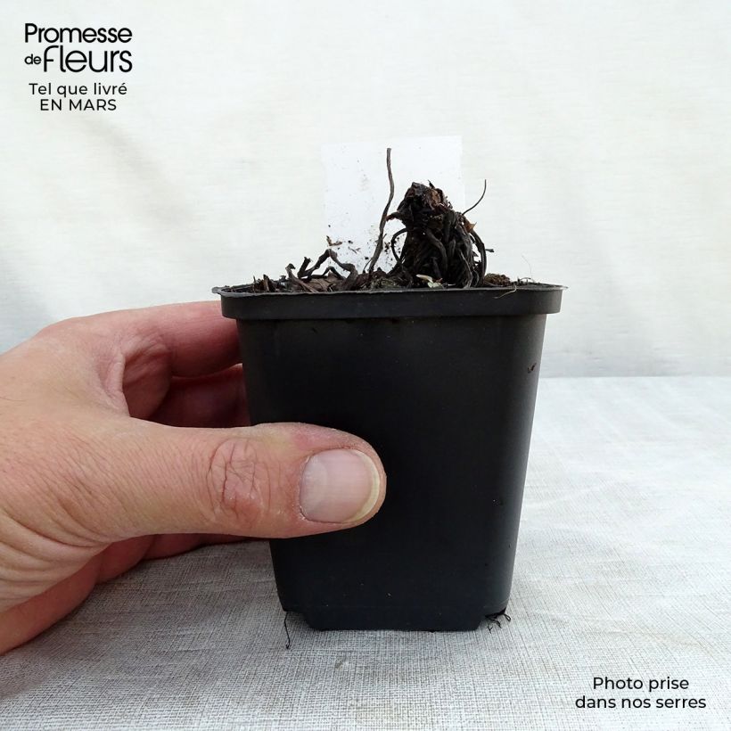 Trachystemon orientalis 8/9 cm pot sample as delivered in spring