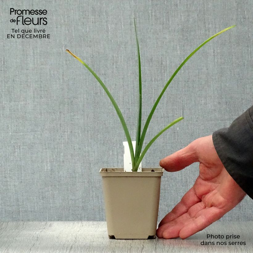 Tradescantia JC Weguelin 8/9 cm pot sample as delivered in winter