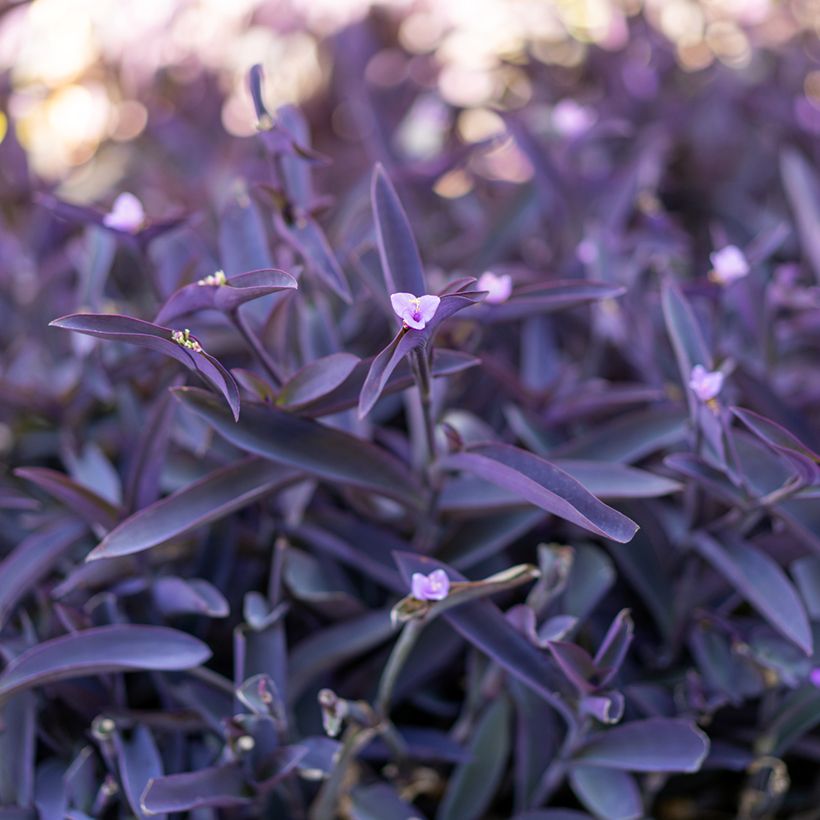 Tradescantia pallida Purple Heart - purple-heart spiderwort (Foliage)