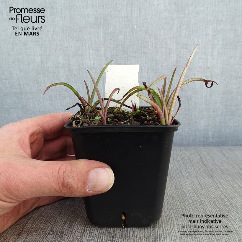 Tradescantia virginiana Brevicaulis 8/9 cm pot sample as delivered in winter