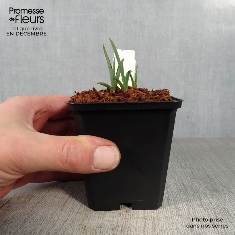 Tradescantia andersoniana Innocence - Spiderwort 8/9 cm pot sample as delivered in winter