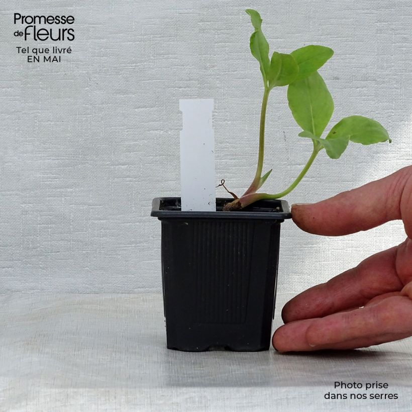 Menyanthes trifoliata 8/9 cm pot sample as delivered in spring