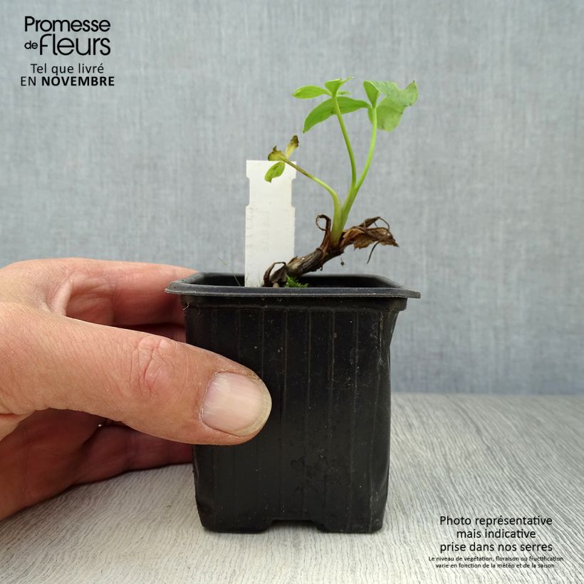 Menyanthes trifoliata 8/9 cm pot sample as delivered in autumn