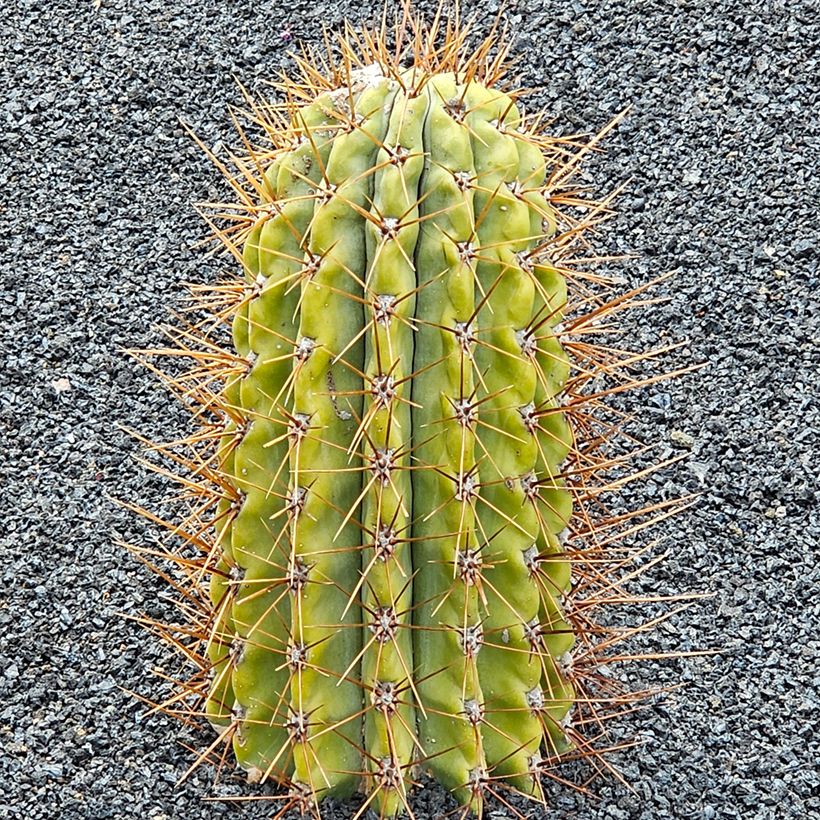 Trichocereus terscheckii  - Cactus (Plant habit)