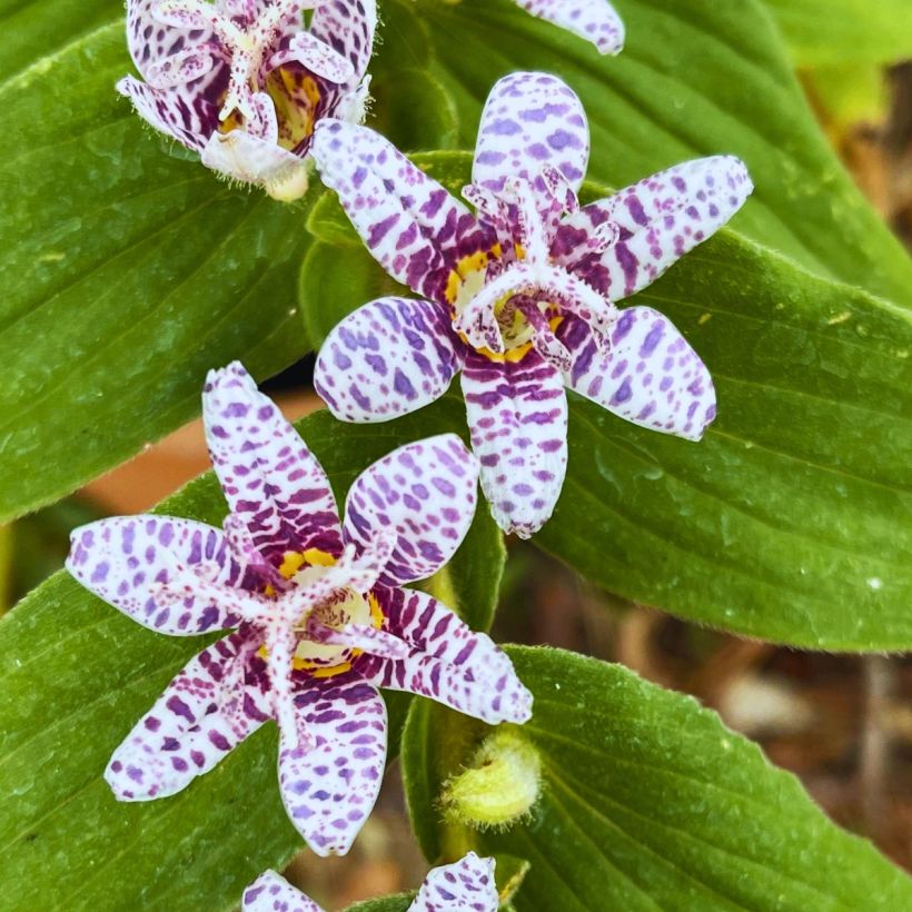 Tricyrtis hirta Miyazaki - Toad Lily (Flowering)
