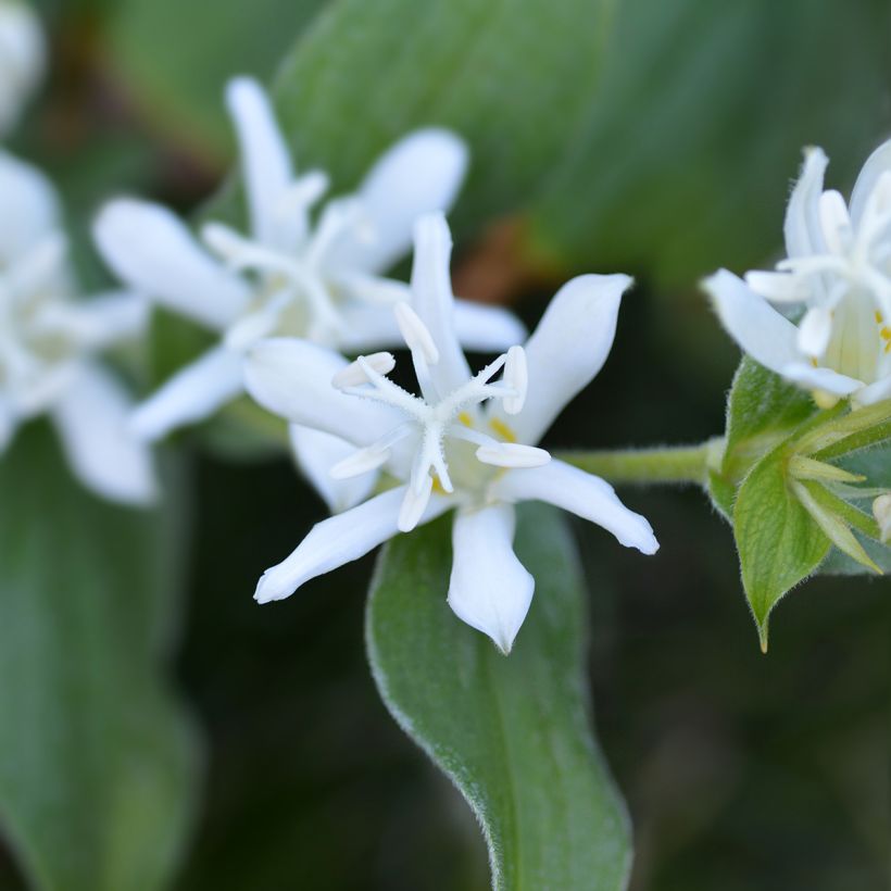 Tricyrtis hirta Alba - Toad Lily (Flowering)