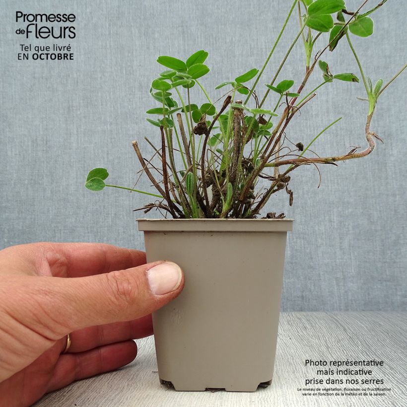 Trifolium ochroleucon - Sulphur Clover 8/9 cm pot sample as delivered in autumn