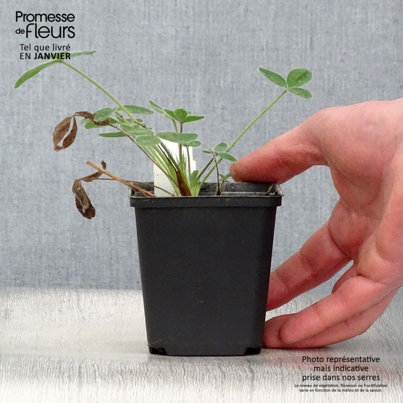 Trifolium ochroleucon - Sulphur Clover 8/9 cm pot sample as delivered in winter