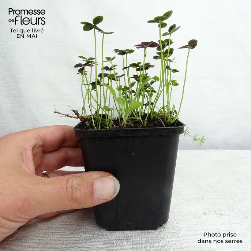 Trifolium repens Pentaphyllum 8/9 cm pot sample as delivered in spring
