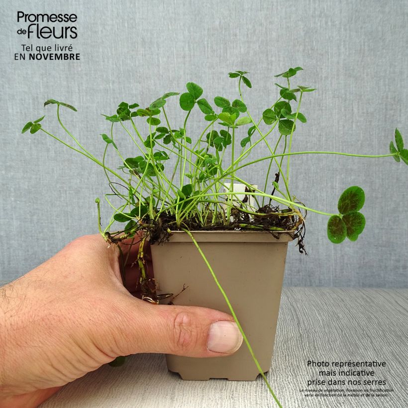 Trifolium repens Pentaphyllum 8/9 cm pot sample as delivered in autumn