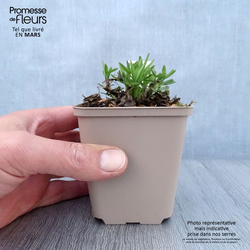 Trifolium rubens Peachy Pink 8/9 cm pot sample as delivered in spring