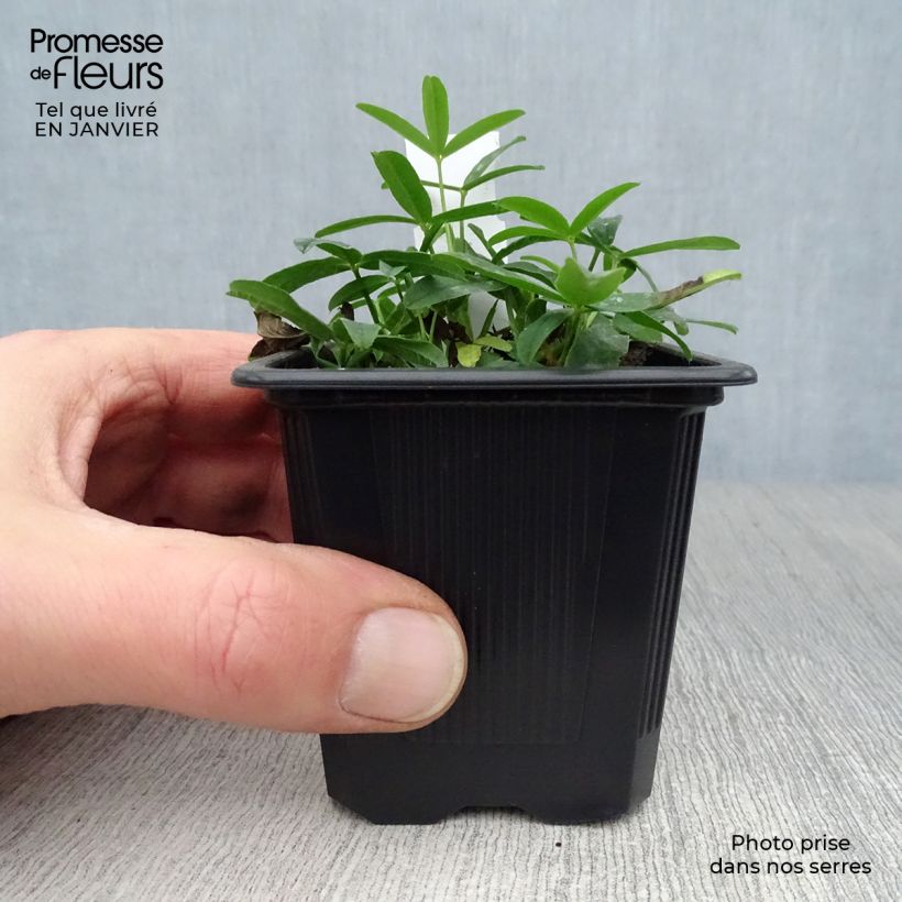 Trifolium rubens  8/9 cm pot sample as delivered in winter