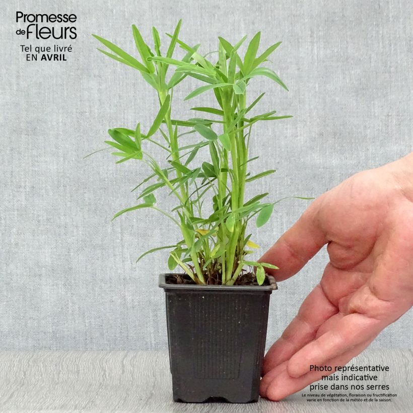 Trifolium rubens  8/9 cm pot sample as delivered in spring