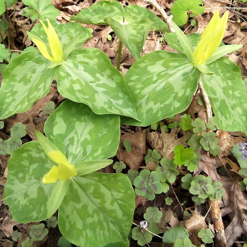Trillium luteum (Plant habit)