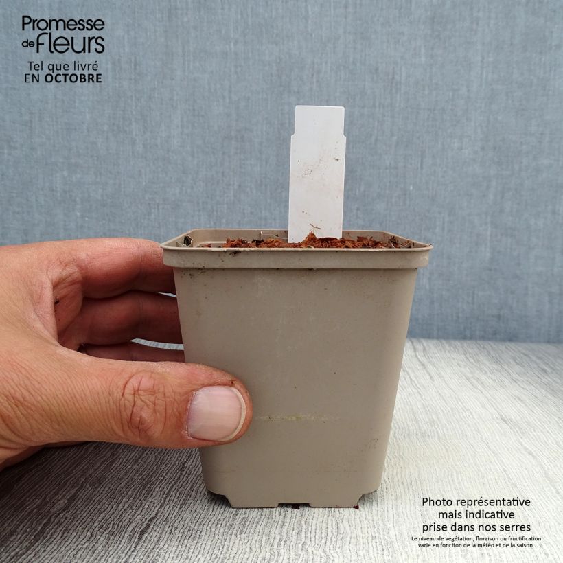 Trillium luteum  8/9 cm pot sample as delivered in autumn