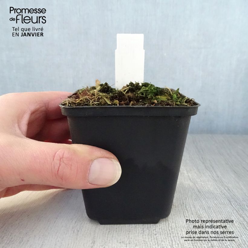 Trillium luteum  8/9 cm pot sample as delivered in winter