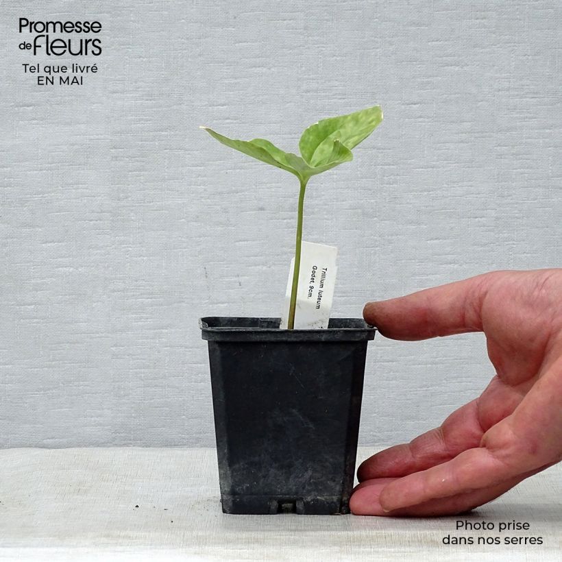 Trillium luteum  8/9 cm pot sample as delivered in spring