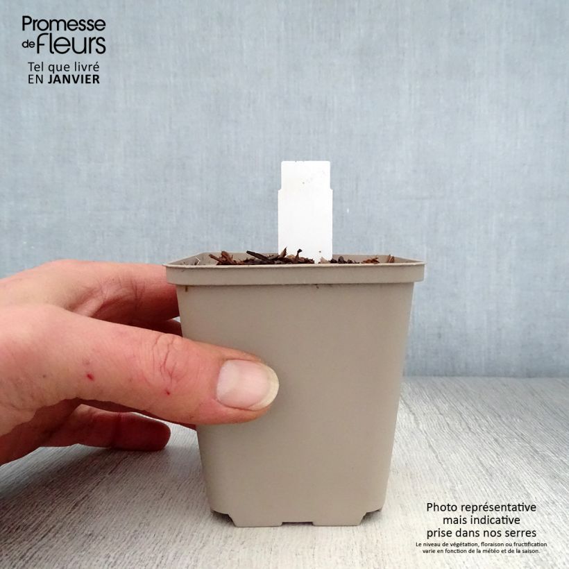 Trillium recurvatum  8/9 cm pot sample as delivered in winter