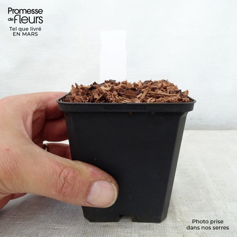 Trillium recurvatum  8/9 cm pot sample as delivered in spring