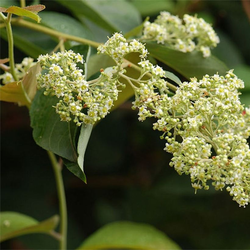 Tripterygium hypoglaucum (Flowering)