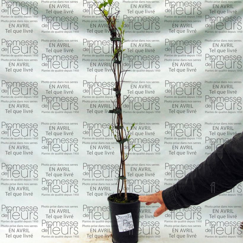 Example of Tripterygium hypoglaucum 2L/3L pot specimen as delivered