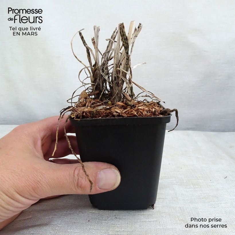 Kniphofia uvaria Banana Popsicle - Red Hot Poker 8/9 cm pot sample as delivered in spring