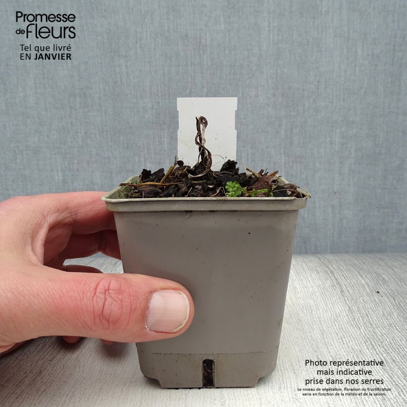 Kniphofia uvaria Lemon Popsicle - Red Hot Poker 8/9 cm pot sample as delivered in winter