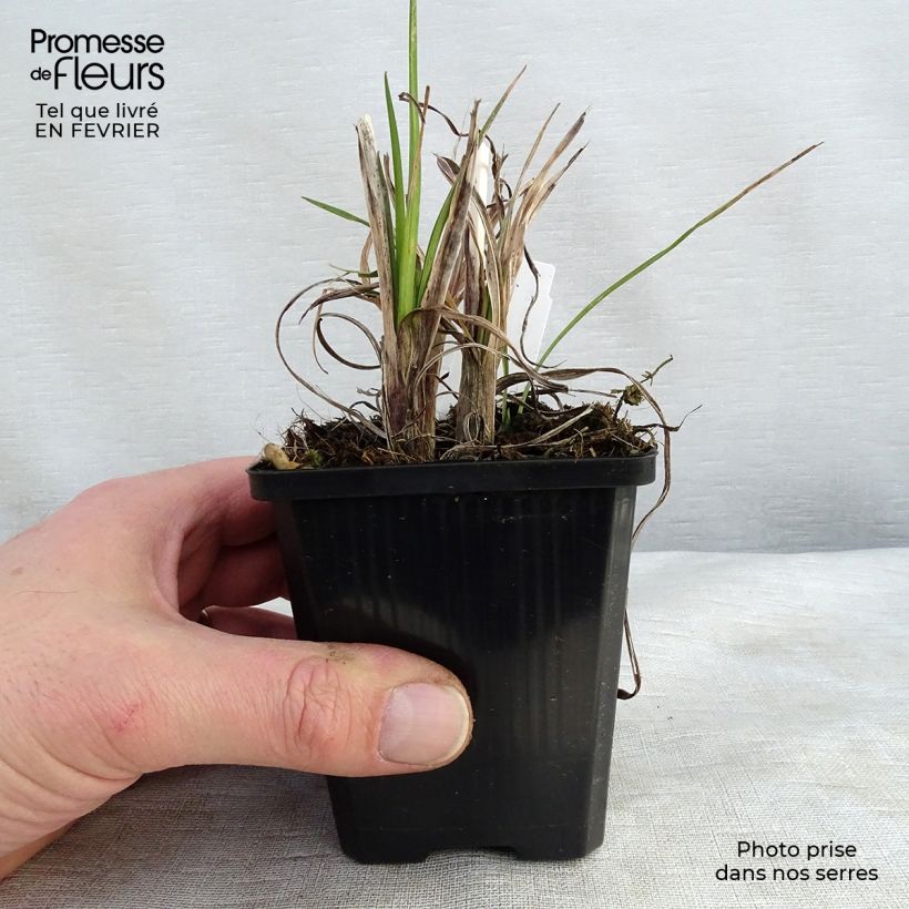 Kniphofia Mango Popsicle - Red Hot Poker 8/9 cm pot sample as delivered in winter