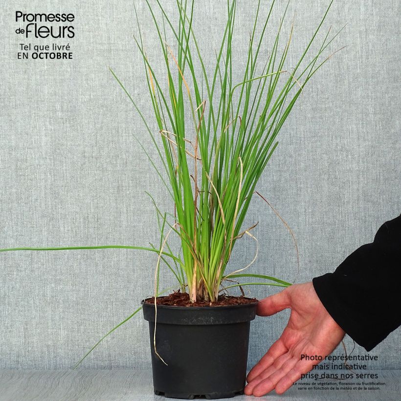 Kniphofia uvaria Nancys Red - Red Hot Poker 2L/3L pot sample as delivered in autumn
