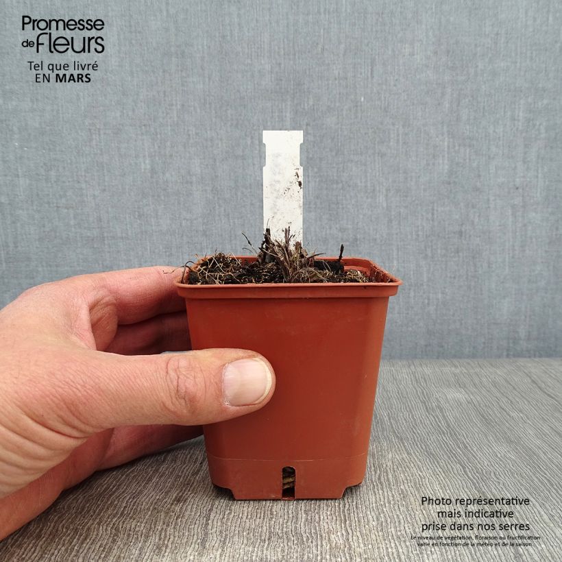 Kniphofia uvaria Papaya Popsicle - Red Hot Poker 8/9 cm pot sample as delivered in winter