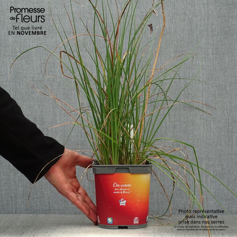 Kniphofia uvaria Papaya Popsicle - Red Hot Poker 2L/3L pot sample as delivered in autumn