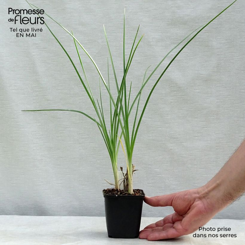 Kniphofia Pineapple Popsicle - Red Hot Poker 8/9 cm pot sample as delivered in spring